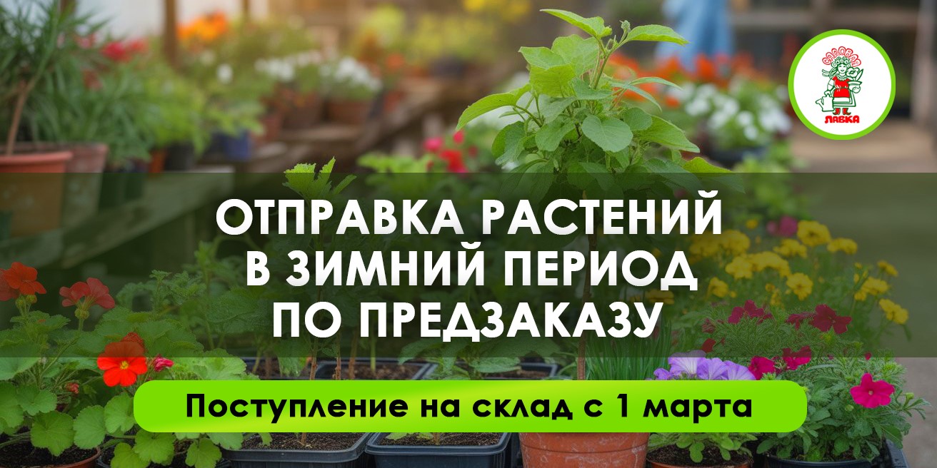 Предзаказ саженцев