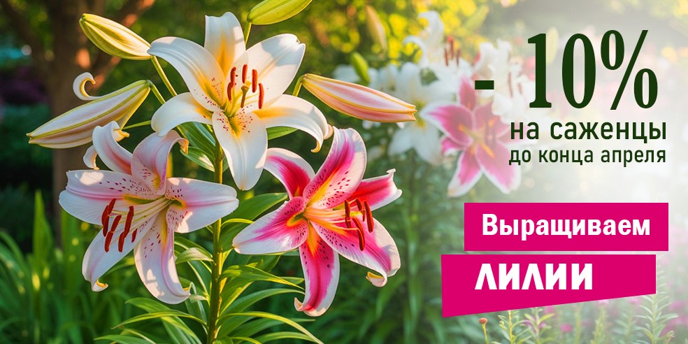 Скидка 10% на саженцы лилии до 30 апреля