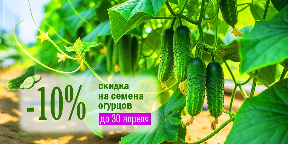 Скидка 10% на семена огурцов до конца апреля