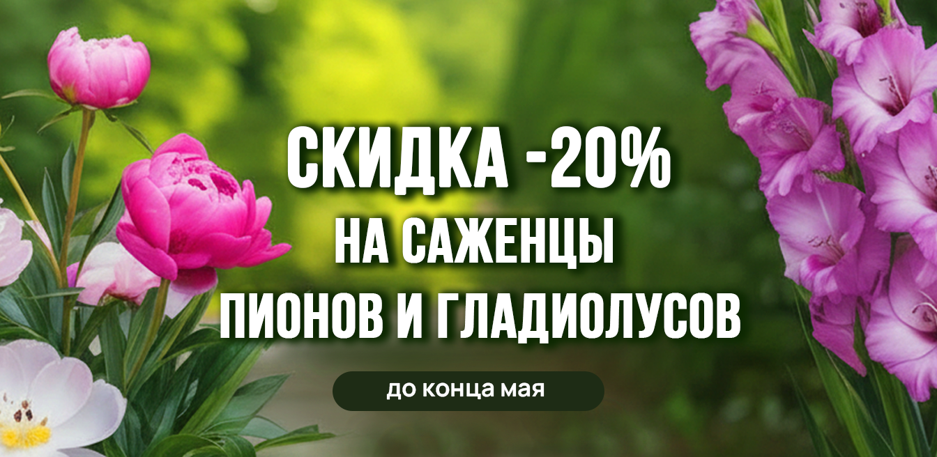 Скидка 20% на саженцы пионов и гладиолусов до конца мая