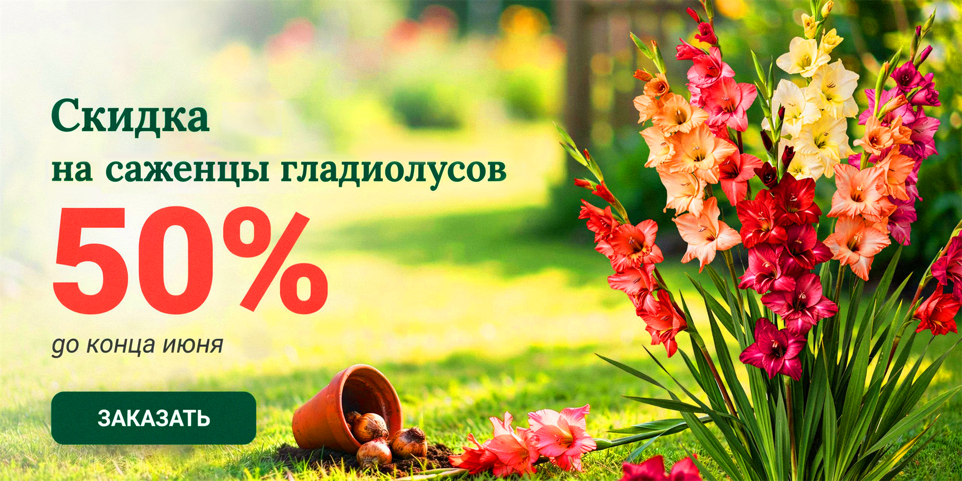 Скидка 50 % на саженцы гладиолусов до конца июня
