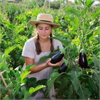 Когда сажать баклажаны на рассаду?