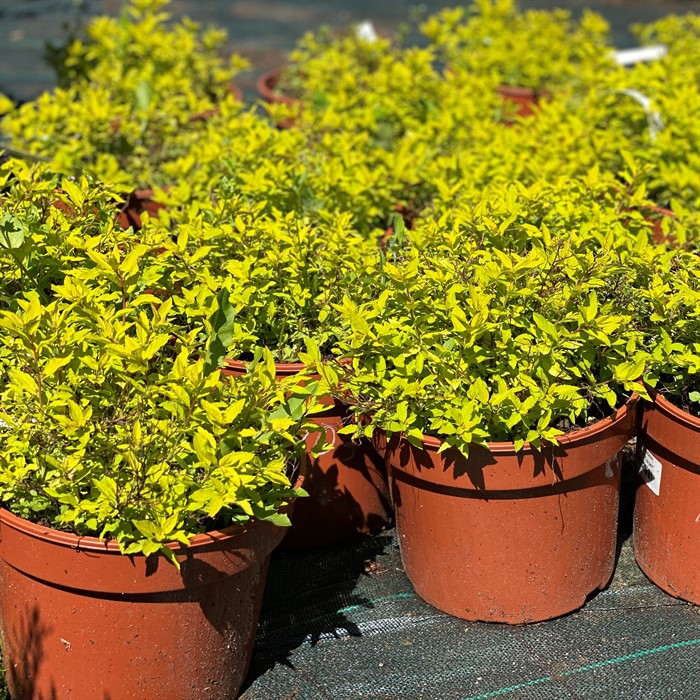 Спирея Голден Карпет