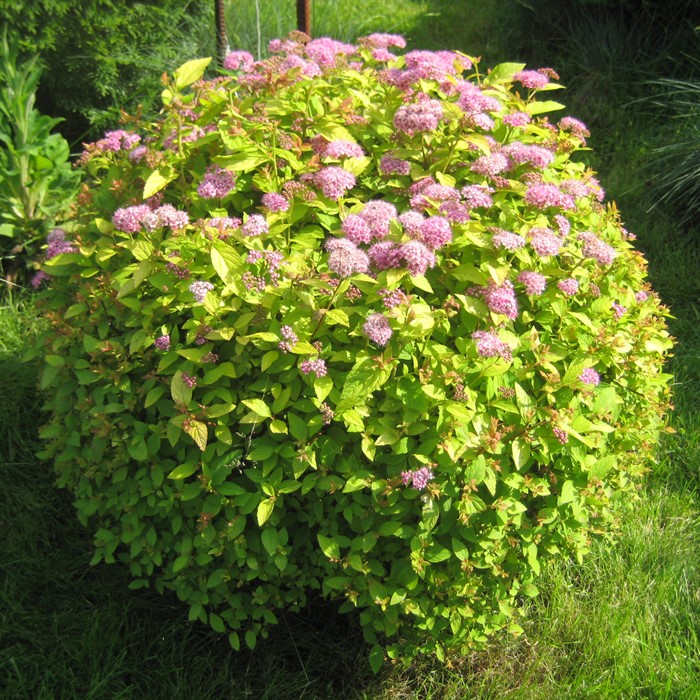 Спирея Голден Принцесс