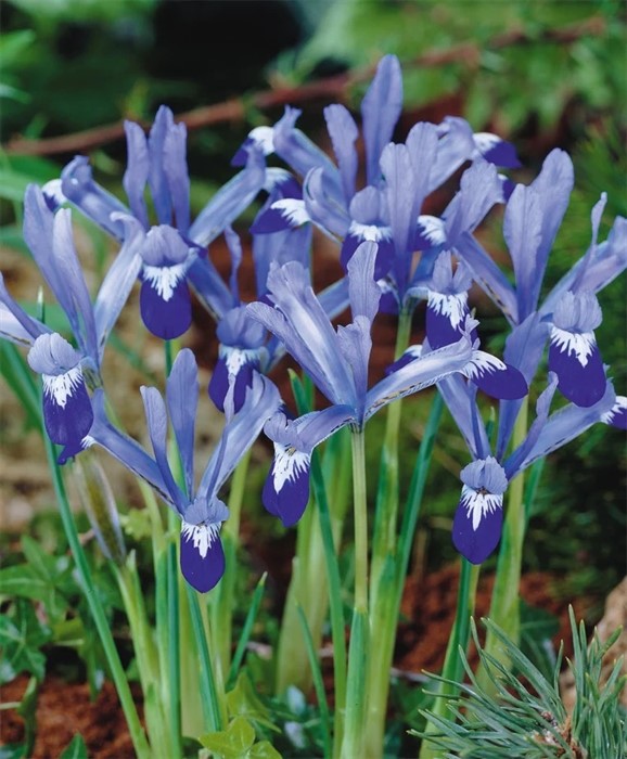 Ирис/Касатик сетчатый Клерет 10 шт 5/+ / Iris reticulata Clairette