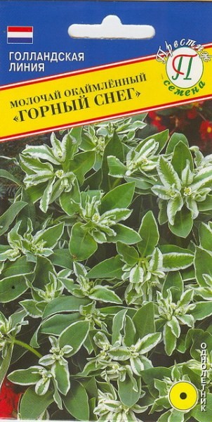 Молочай Горный снег окаймл. 20шт Престиж - фото 13939