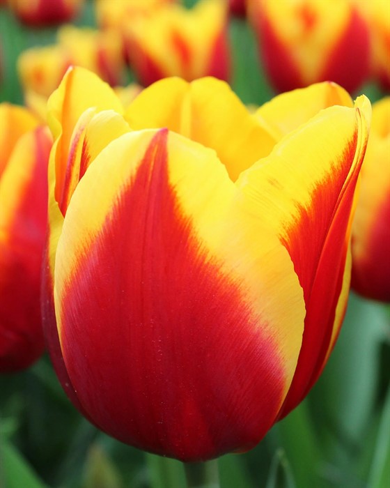 Тюльпаны Доу Джонс 5шт 12/+ /Tulip Dow Jones