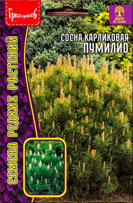 Сосна Пумилио карликовая 10шт ЧК