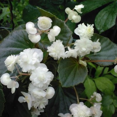 Бегония "Вайт махровая" 2шт