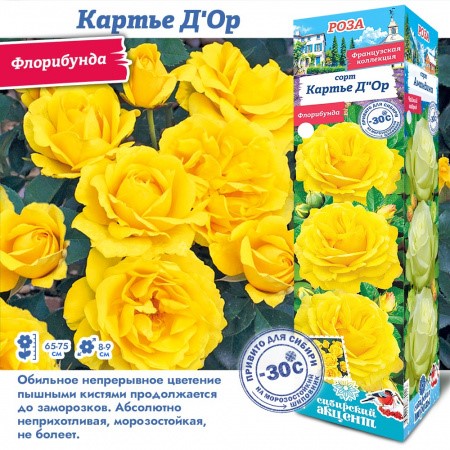 Роза Картье Д"Ор (Сиб Сад)флорибунда