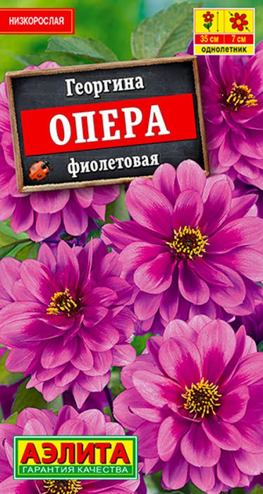 Георгина Опера фиолетовая 7 шт Аэлита