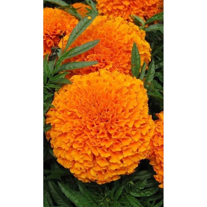 Бархатцы Гавайи 0,3гр Садовита