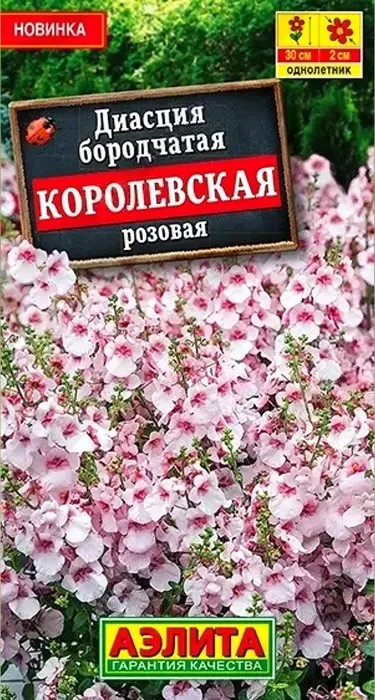 Диасция Королевская розовая 20 шт Аэлита