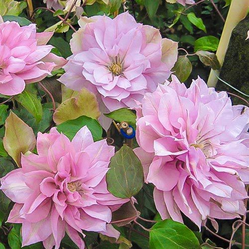 Клематис Виолет Элизабет(Violet Elizabeth)