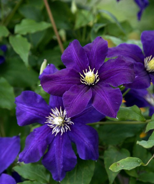 Клематис Блю Белль (Blue Belle)