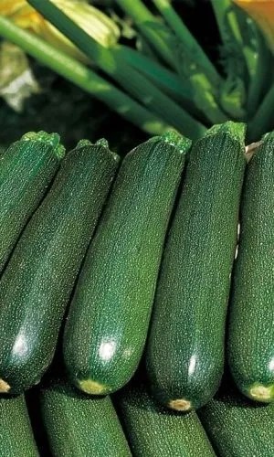 Кабачок Чудо лентяя цуккини 10шт Листок