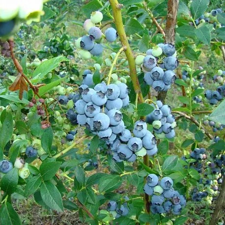 Голубика Бонус К1,5