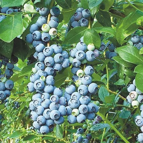 Голубика Патриот К1,5