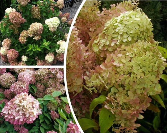 Гортензия Жемчужина Фестиваля (Perle De Festival)