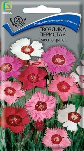 Гвоздика Перистая Смесь 0,3гр Поиск