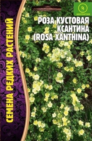 Роза кустовая Ксантина 10шт ЧК