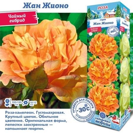 Роза Жан Жионо чайно-гибридн