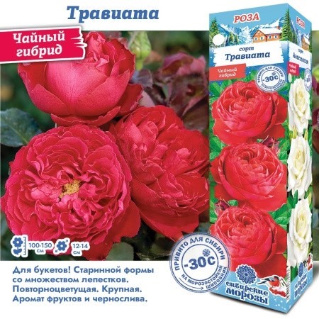 Роза Травиата чайно-гибридн