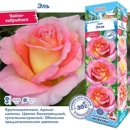 Роза Элле чайно-гибридн
