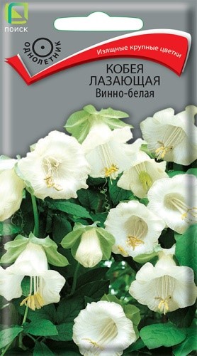 Кобея лазающая Винно-белая 5шт Поиск