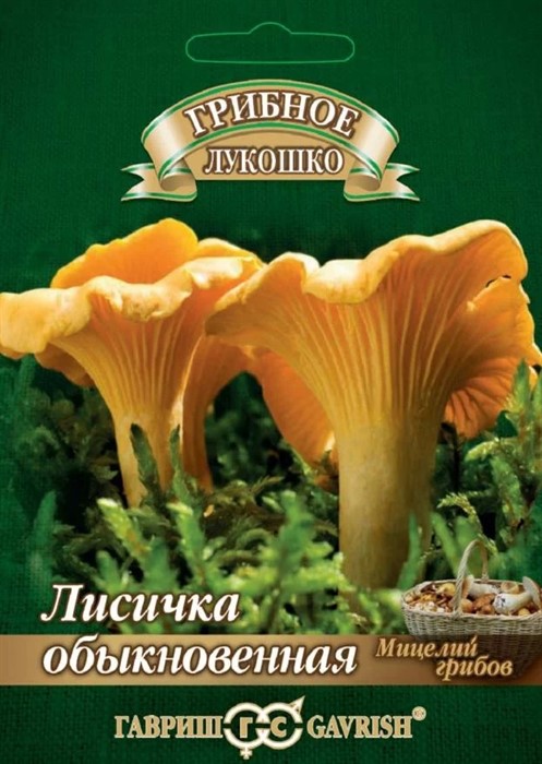 Лисичка обыкновенная 15мл ГШ