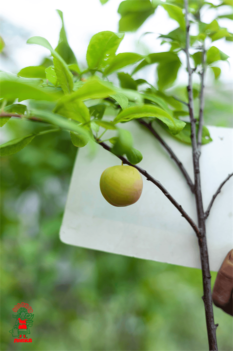 Слива Красносельская 20гр