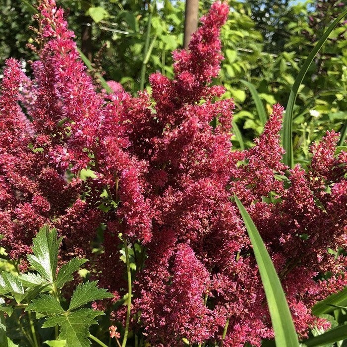 Астильба китайская Майти Чоколат Черри