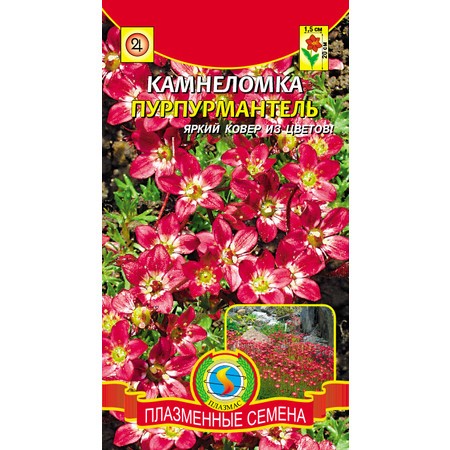 Камнеломка Пурпурмантель 0,01гр Плазма