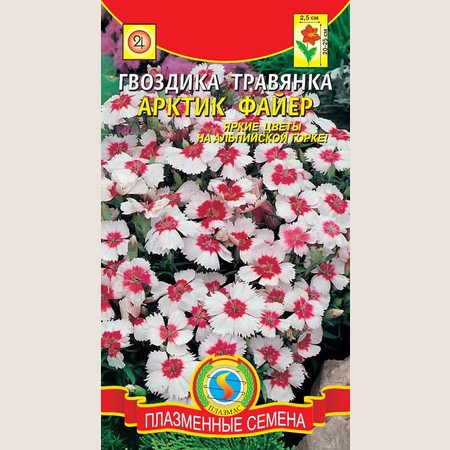 Гвоздика Артик Файер травянка Плазма