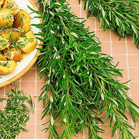 Розмарин Росинка 10шт