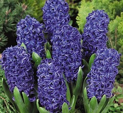 Гиацинты Блю Перл (Blue Pearl) Голубой Жемчуг