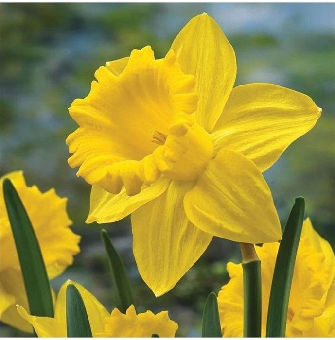 Нарцисс Трампэт Йеллоу (Trumpet yellow) луковица 1шт