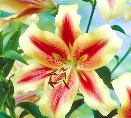 Лилии от-гибрид Шокинг луковица