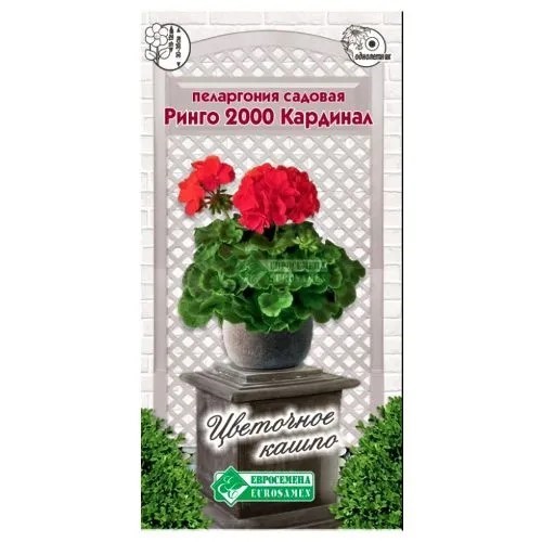 Пеларгония Ринго 2000 Кардинал садовая 3шт Евросем