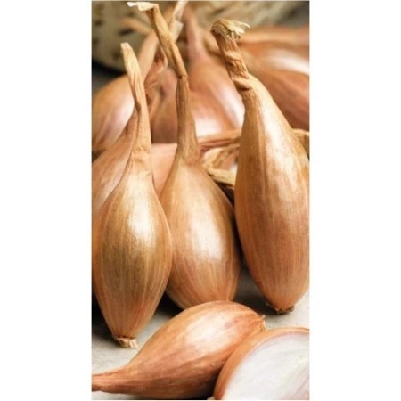 Лук шалот Грант 0,2гр Киров