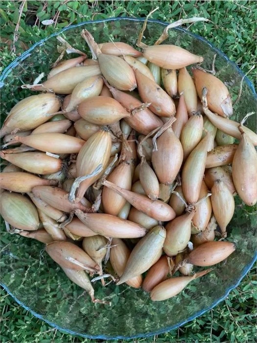 Лук-севок Пингвин 0,5кг+/-10%