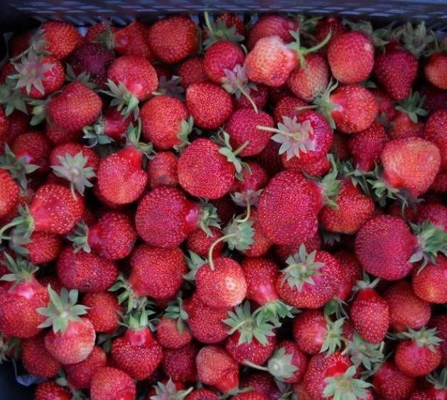 Клубника Дукат