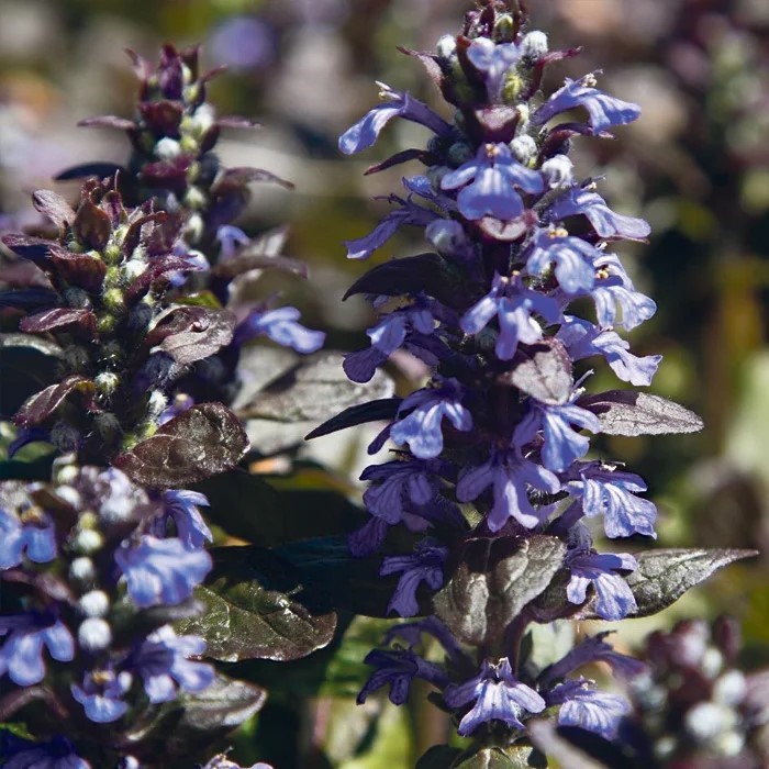 Живучка ползучая