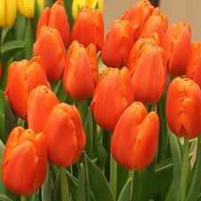 Тюльпаны Дарвиоранж 5шт Дарвинов гибрид 12/+/Tulip Darwiorange