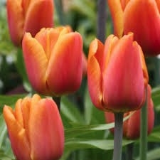 Тюльпаны Джимми 5шт Триумф 12/+/Tulip Jimmy