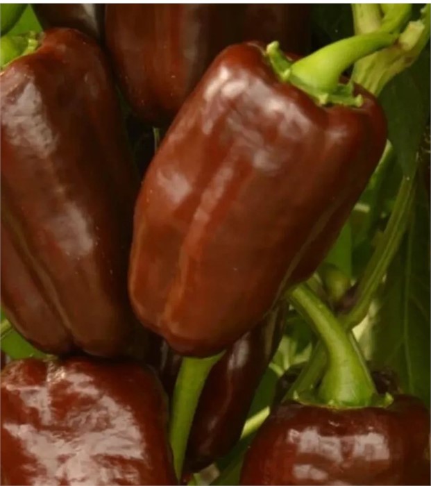 Перец сладкий Цыган 20шт Аэлита