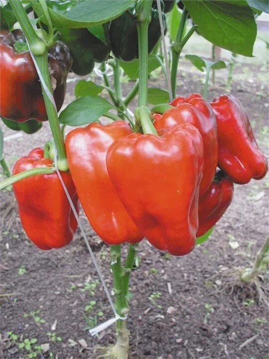 Перец сладкий Таёжный 0,3гр НК