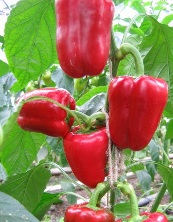 Перец сладкий Снегирек F1 10шт Киров