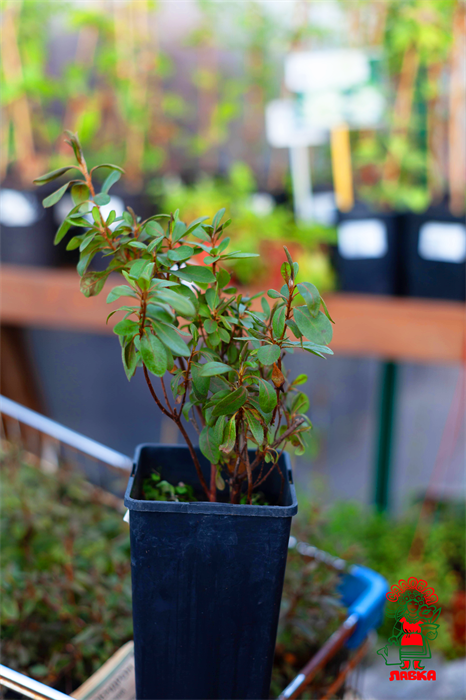 Рододендрон Ползучий Баден-Баден