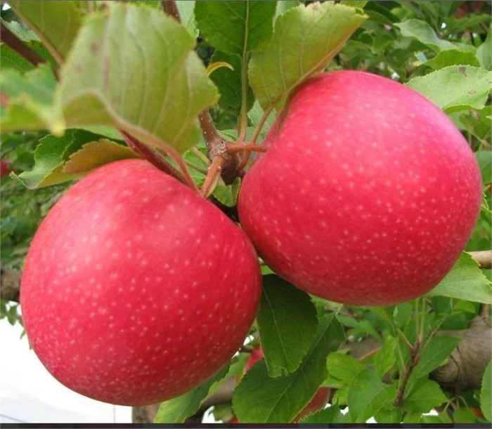 Яблоня Дива (Л)